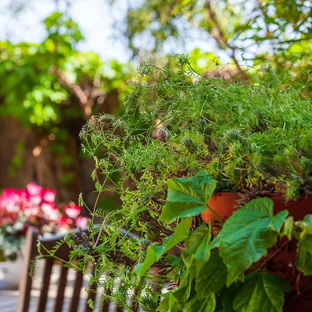 De Charme Les Araucarias